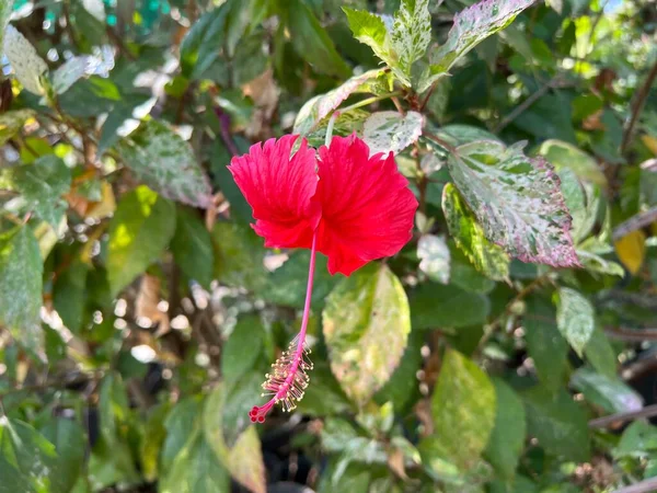 Κόκκινο Λουλούδι Ιβίσκος Στον Κήπο Της Φύσης — Φωτογραφία Αρχείου