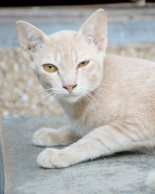 Şirin tekir kediyi kapat.