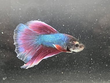 Akvaryumda Beta balığı