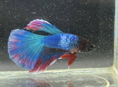 Akvaryumda Beta balığı