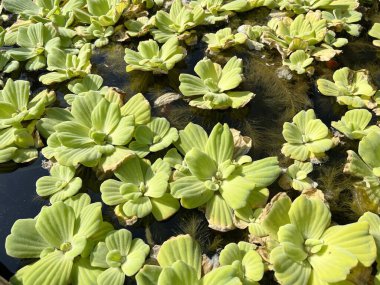 Sudaki yeşil yosunları kapat