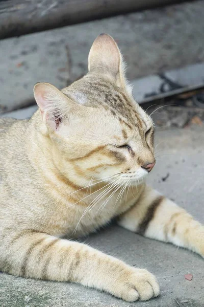 Милая Кошка Тэбби Земле — стоковое фото