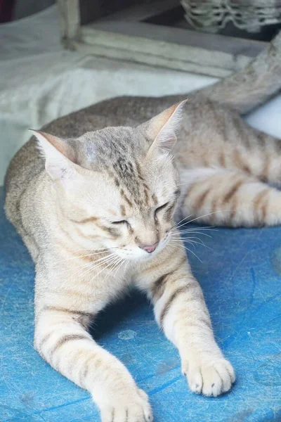 Lindo Gato Tabby Suelo — Foto de Stock