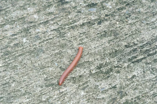 Zár Millipede Cementpadlón — Stock Fotó