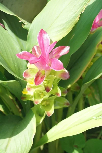 Цветок Куркумы Ксанторхизы Саду — стоковое фото