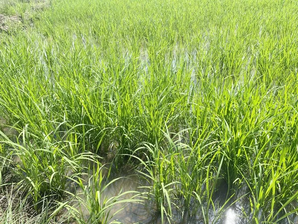 Рисовое Поле Стране Таиланд — стоковое фото