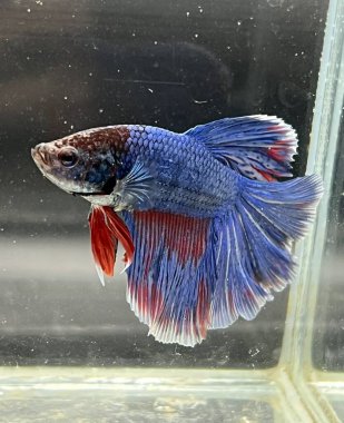 Akvaryumda Beta balığı