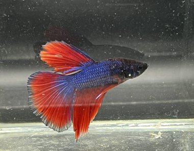 Akvaryumda Beta balığı