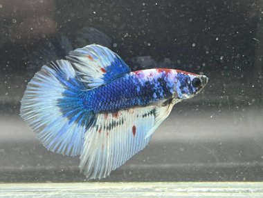 Akvaryumda Beta balığı