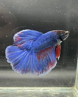 Akvaryumda Beta balığı