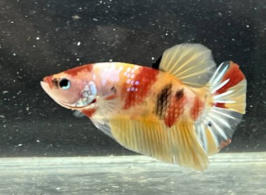 Akvaryumdaki Betta balığını kapat.