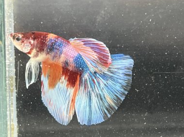 Akvaryumdaki Betta balığını kapat.