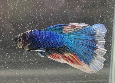 Akvaryumda Beta balığı