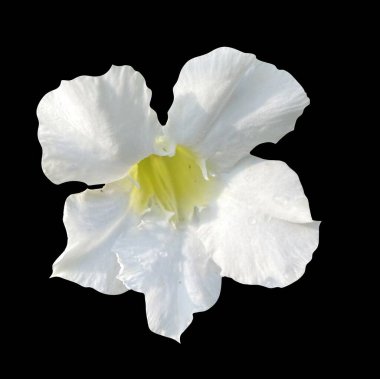 Siyah arka planda beyaz lmpala zambağı çiçeği