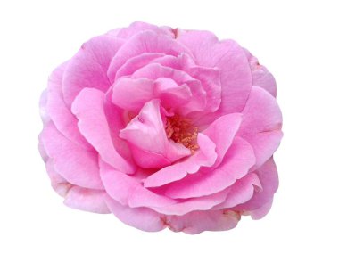 Beyaz arkaplanda pembe gül çiçeği