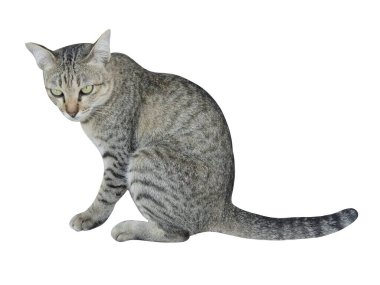 Beyaz arka planda sevimli tekir kedi