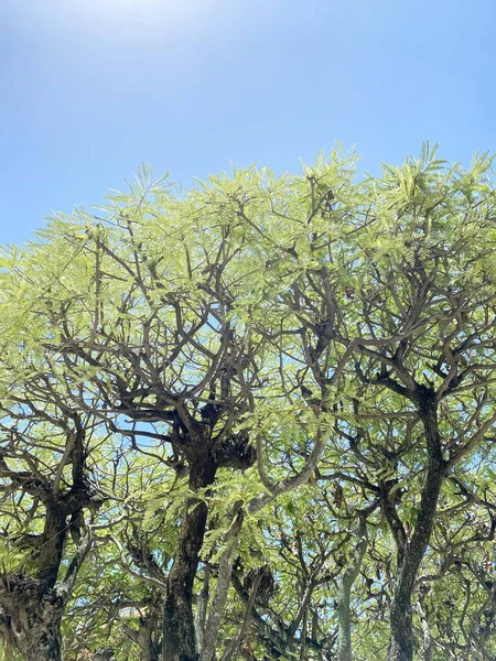 Зеленые Листья Тамаринда Индика Саду Природы — стоковое фото