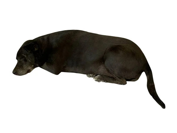 Beyaz Arkaplanda Siyah Köpek — Stok fotoğraf