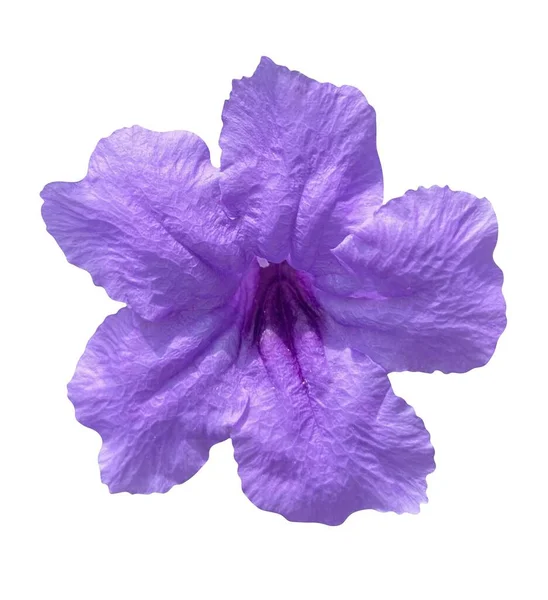 Ruellia Tuberosa Blume Auf Weißem Hintergrund — Stockfoto