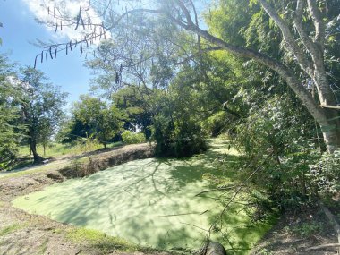 Tayland 'da Chachoengsao Ormanı