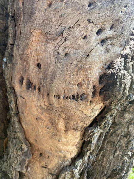 Närbild Torr Bark Träd Konsistens — Stockfoto