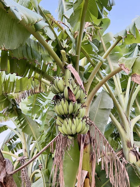 Fechar Árvore Banana Verde Jardim Frutas — Fotografia de Stock