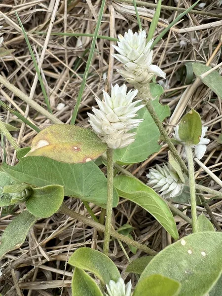 Gomphrena Celosioides Doğa Bahçesinde Çiçek — Stok fotoğraf