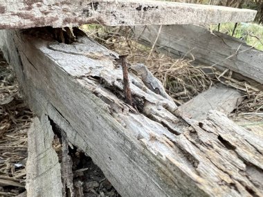 Yaşlı tahta üzerinde paslı çivi