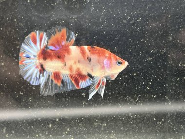 Akvaryumda Beta balığı