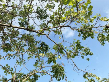 Uzun ağaç dalında yeşil yaprak