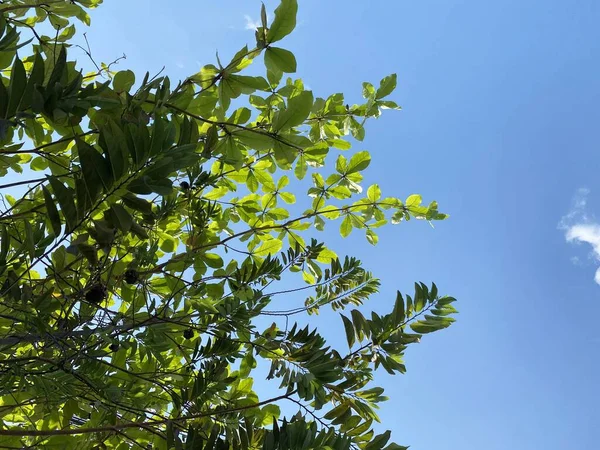 Folha Verde Árvore Ramo Longa — Fotografia de Stock