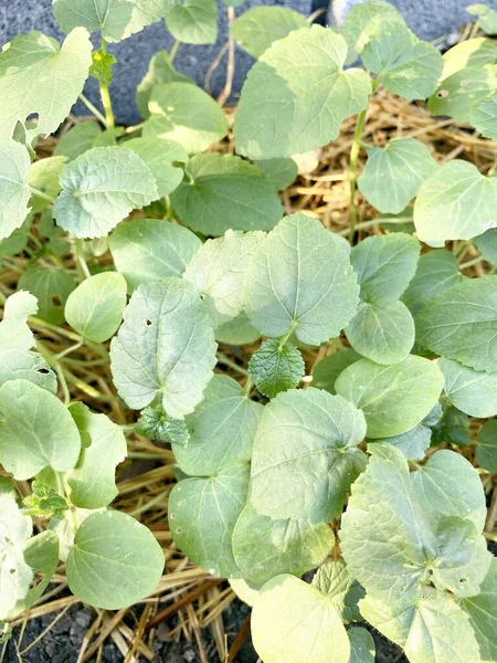 Planta Abelmochus Esculentus Verde Jardim Natureza — Fotografia de Stock