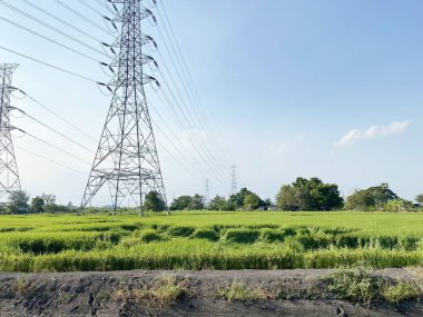 Chachoengsao Tayland 'daki pirinç tarlası.