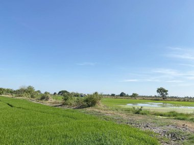 Çaçensao Tayland 'da pirinç tarlası