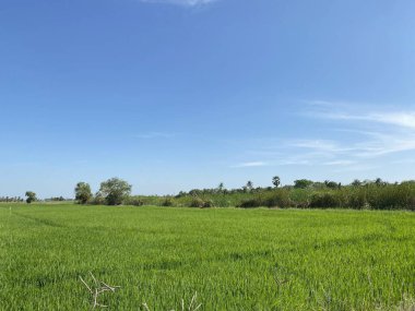 Çaçensao Tayland 'da pirinç tarlası