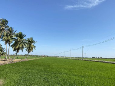 Çaçensao Tayland 'da pirinç tarlası