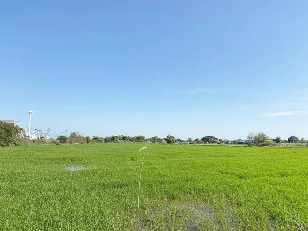 Risaia Nel Paese Chachoengsao Thailandia — Foto Stock