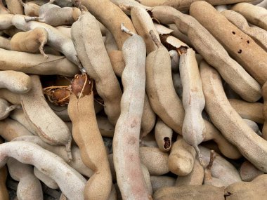 Yerdeki kuru demirhindi.