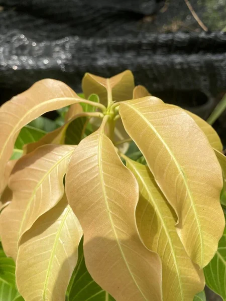 Mangoblatt Naturgarten — Stockfoto