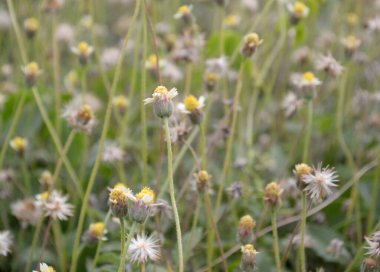 Doğa bahçesinde palto düğmeleri çiçek