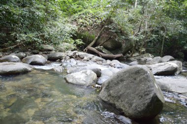 Tayland 'da doğa ormanı