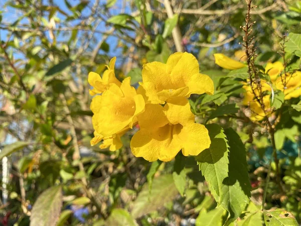 自然園の黄色い花 — ストック写真