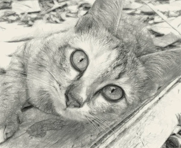Svart Och Vitt Tabby Katt — Stockfoto