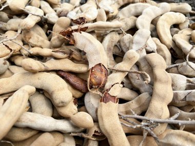 Yerdeki kuru demirhindi.