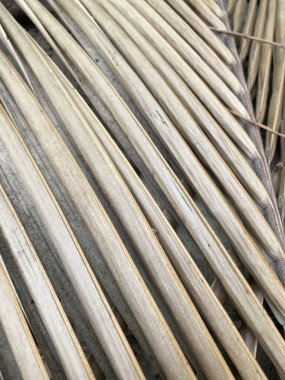 Doğa bahçesinde kuru hindistan cevizi yaprağı