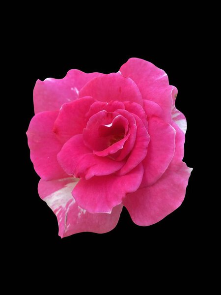 Pink rose flower on black background
