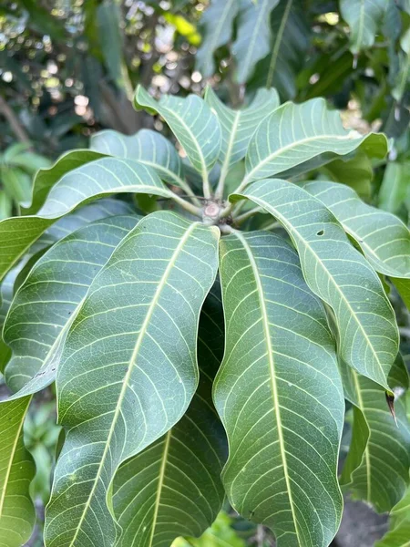 Φύλλα Μάνγκο Στον Κήπο Της Φύσης — Φωτογραφία Αρχείου