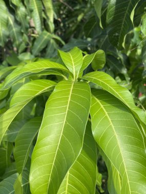 Doğa bahçesinde mango yaprağı