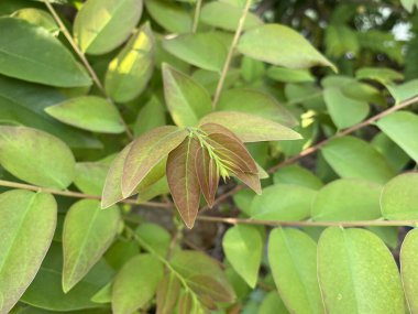 Bahçede taze yeşil yıldız bektaşi üzümü ağacı