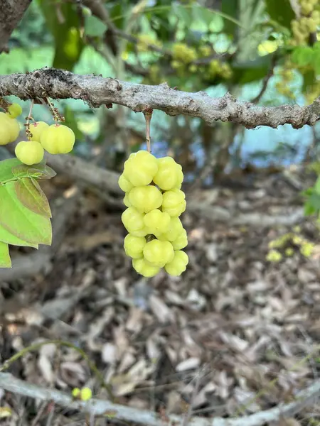 Étoile Verte Fraîche Groseiller Dans Jardin — Photo